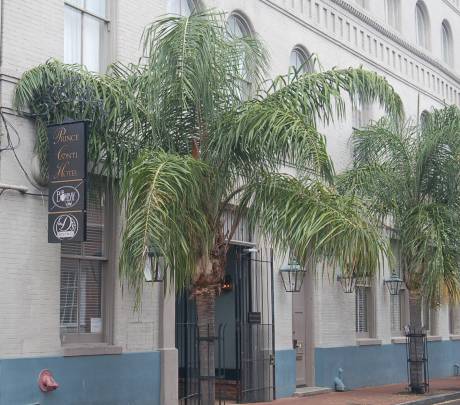 palm tree